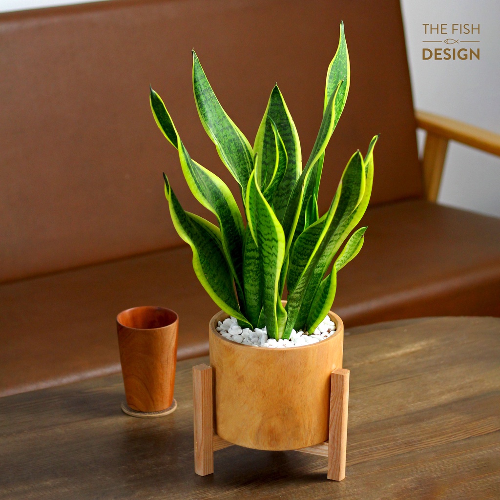 Chậu cây lưỡi hổ | THE FISH SIZE LS ( trang trí trong nhà, để bàn làm việc,...)