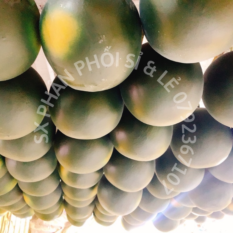 Trái Giả Trái Dưa Hấu Tròn Lớn  mô hình Việt Nam công nghệ Thái Lan GIỐNG THẬT 99%-Trang trí nhà cửa