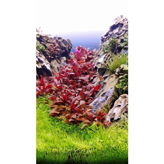 HUYẾT TÂM LAN 15 NHÁNH