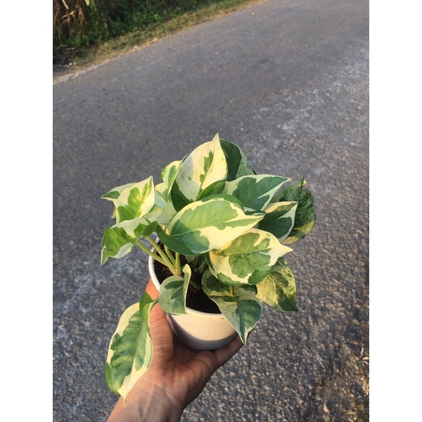 Trầu bà cẩm thạch lá lớn