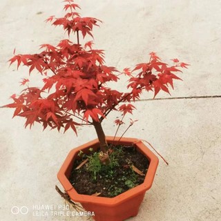 Phong lá đỏ ( hàng VIP))