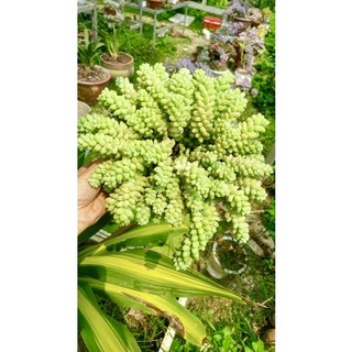 cây sen đá chuỗi ngọc