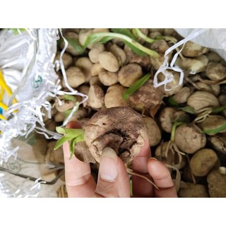 Củ giống náng hoa trắng