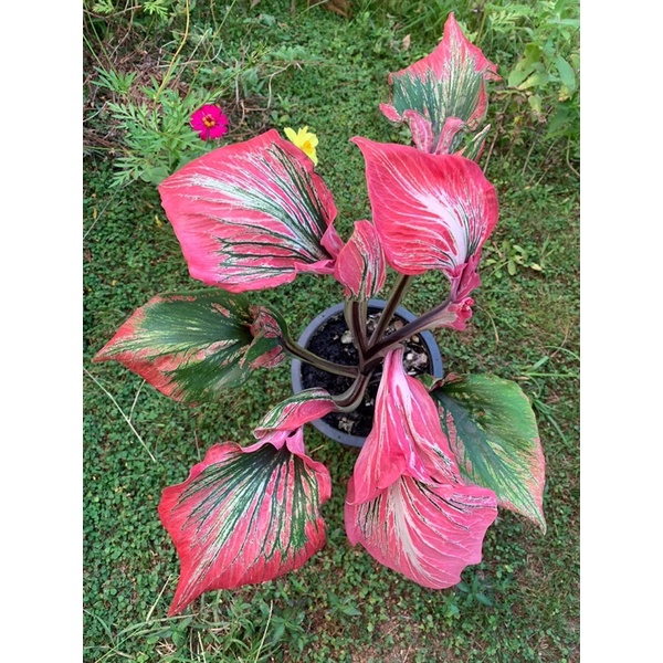 chậu cứng caladium phayamujarin-môn kiểng lá sưu tầm thái lan