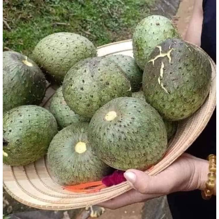 Cây mãng cầu Xiêm