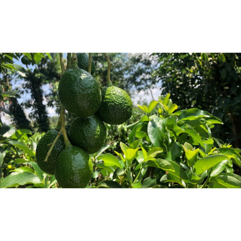 Cây bơ booth 7 giống