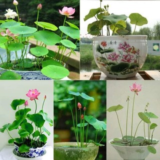Combo 10 hạt giống hoa sen nhât mini mix nhiều màu