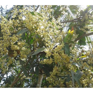 Cây xoài tím Ngọc vân giống