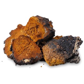 Nấm Chaga Nga từ Siberia nguyên chất
