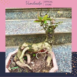 Cây lộc vừng bonsai hoa đỏ mô phỏng con vật đẹp mắt, ảnh thật, lỗi 1 đổi 1