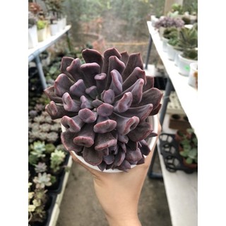 SEN ĐÁ CÚC TÍM (Echeveria cupid)