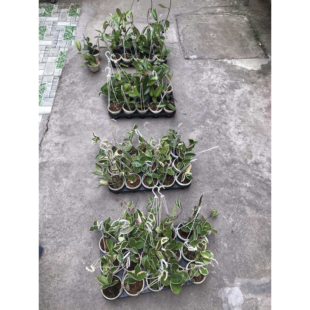 Hoa lan cẩm cù 14 màu cây giống