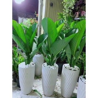Chậu cây đại phú gia