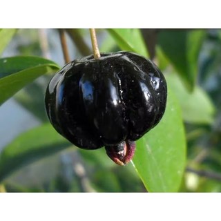 Cây giống cherry khía