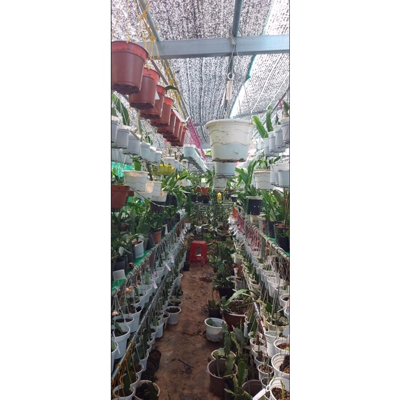 Đại Nhật Quỳnh_Hoa Nở Ngày_Hoa To Đẹp Thơm
