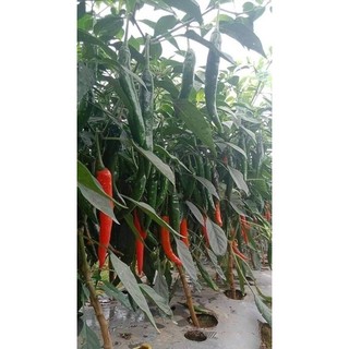 Hạt giống ớt chỉ địa gói 30 hạt