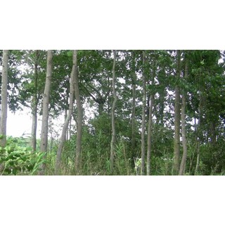 Cây gỗ sao đen giống