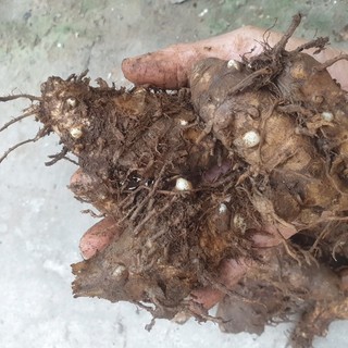 1kg củ lùn giống