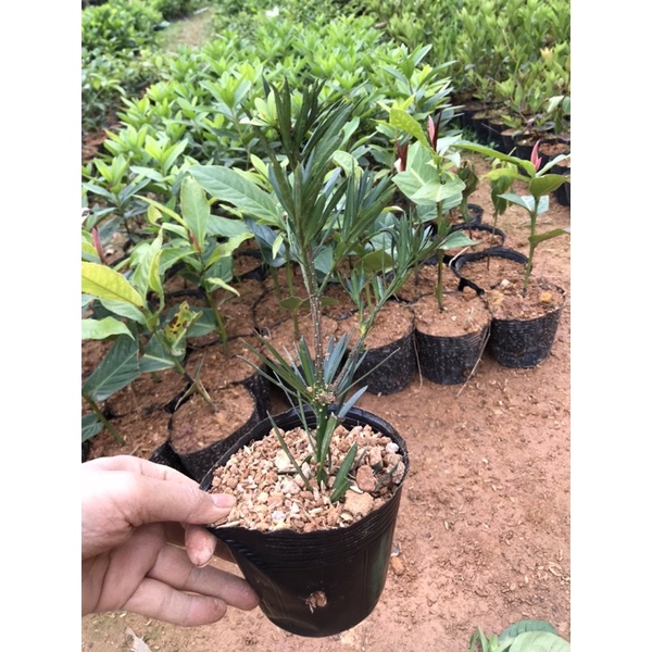 Cây giống Tùng La Hán Nhật Bản-Mua 5 tặng 1