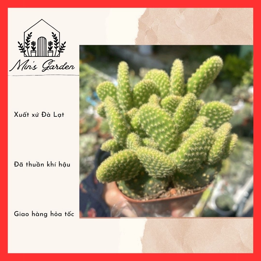 Xương rồng tai thỏ bụi nhiều cây 🔥FREE SHIP🔥 Xuất xứ Đà Lạt, đã thuần khí hậu