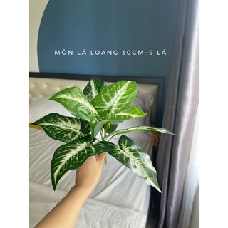 Cây giả decor- Cây khoai môn lá loang 30-40cm