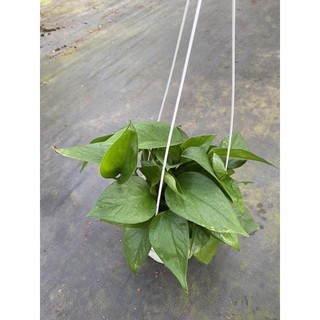 Chậu cứng Jade Pothos- Trầu bà Jade