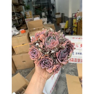Sen đá bắp cải tím cây thụ 1 gốc nhiều đầu, cây gửi cả chậu như hình