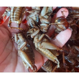 Dế cơm đông lạnh - dế cơm sơ chế
