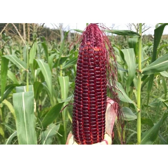 5 Bắp Ngô Tím Điện Biên, Ngâm rượu tươi ngon ngot