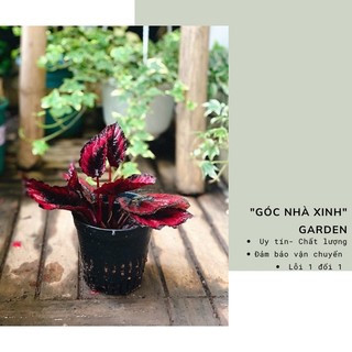 Chậu cứng begonia red kiss