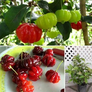 Cây giống cherry khía