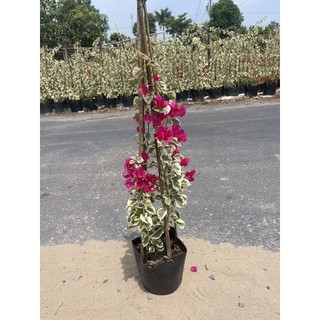 Cây giấy cẩm thạch đỏ và cam