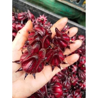 Gói 20 hạt giống hoa atiso đỏ chuẩn f1