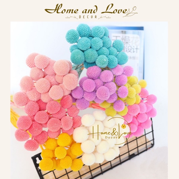 🌸 Hoa khô🌸 - Cúc nút áo/Billy Ball - Decor trang trí phong cách Vintage