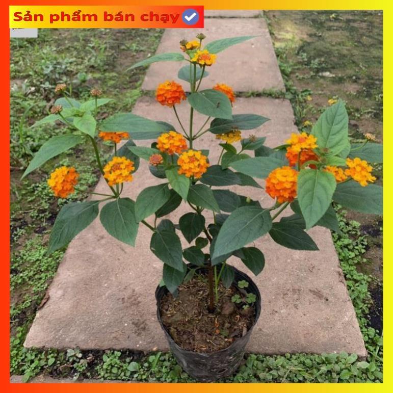 Cây hoa ngũ sắc cam cao 20cm, hoa nở liên tục trồng trang trí@
