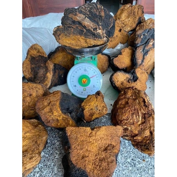 Nấm chaga của Nga