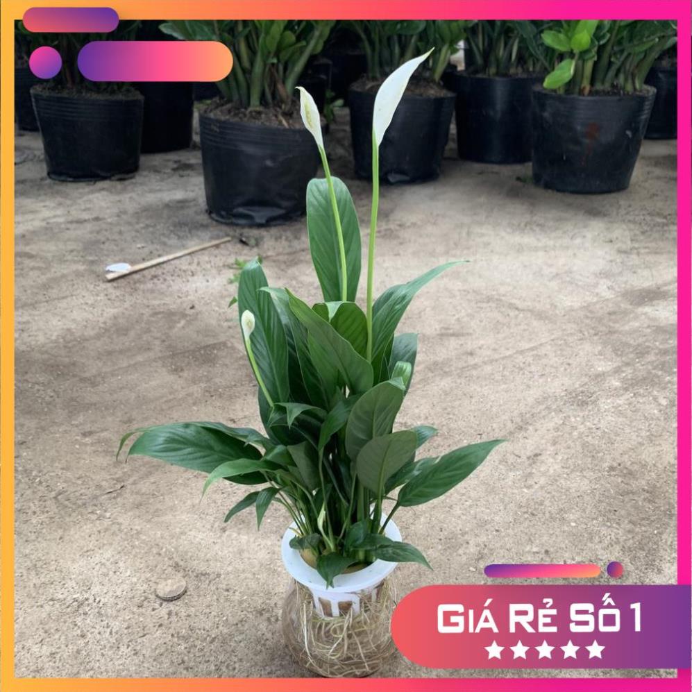 Cây lan ý thuỷ sinh cao 30cm, để bàn nội thất, giúp thanh lọc không khí và mang lại tài lộc (Hàng Chuẩn)