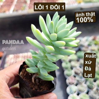Sen đá chuỗi ngọc lam size 5-7cm đẹp long lanh, sen đá pandaa garden đà lạt thích nghi mọi khí hậu, lỗi 1 đổi 1