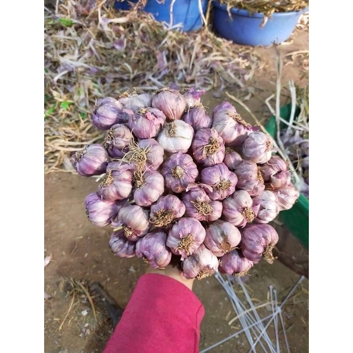 Tỏi ta khô kinh môn HẢI DƯƠNG