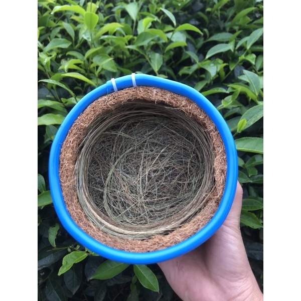 tổ chim sinh sản 2023