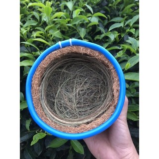 Tổ chim sinh sản 2023