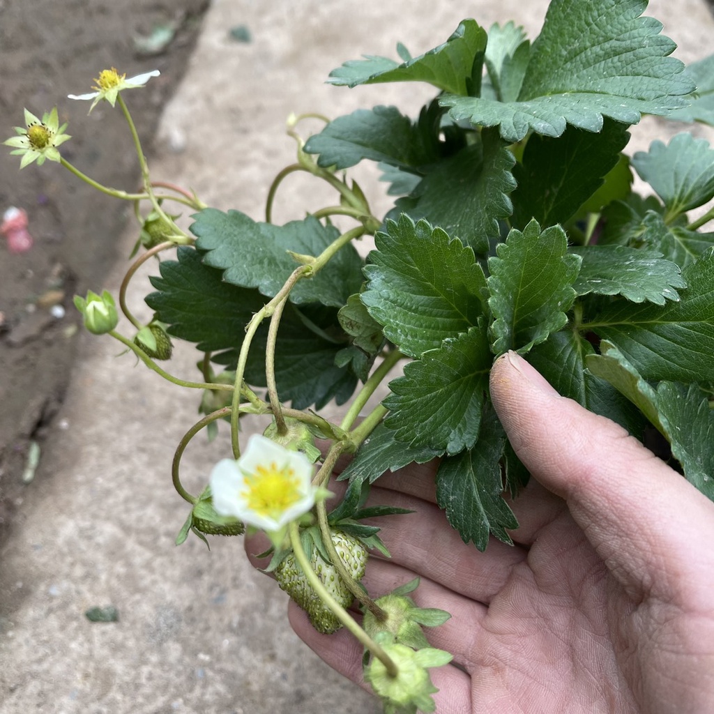 Cây dâu tây bụi xum trồng sẵn bịch đen đã có thể cho ra trái