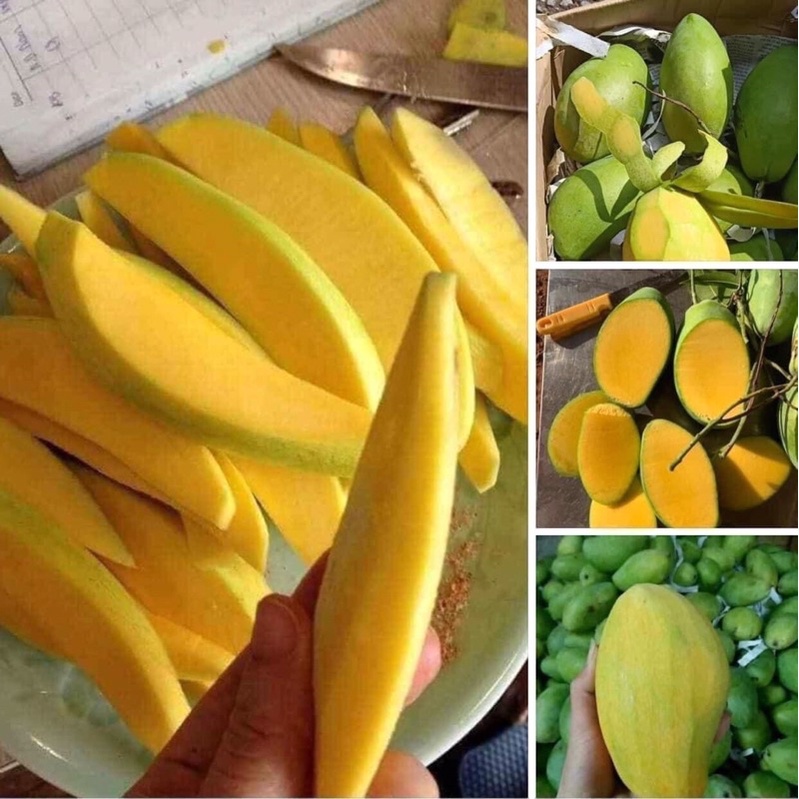 Xoài keo/xoài đài loan 1kg + tặng kèm muối chấm + Ship hoả tốc Hà Nội