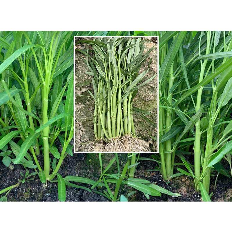 Gói 1KG Hạt giống rau muống ba chạc