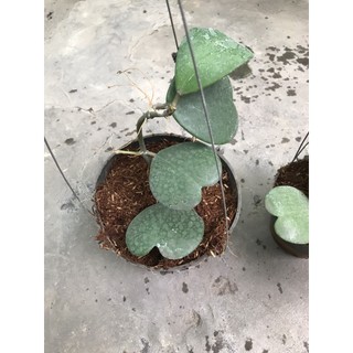 giò hoa lan cẩm cù lá trái tim chưa hoa