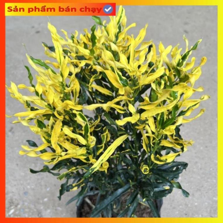 Cây cô tòng lá xoăn, vàng anh ruột gà cao 25cm, trang trí ban công, sân vườn
