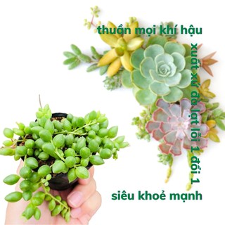 Sen đá giọt nước dc garden size bé 5-8cm, cây sen đá