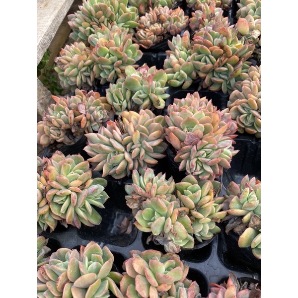 Cây sen đá bèo cam crest size 7-8cm_🌱hàng sẵn