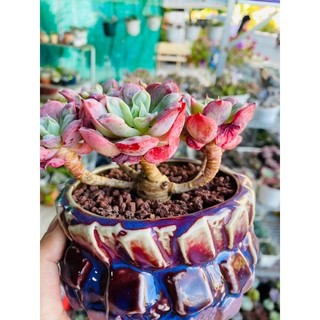 sen đá bò hạt thân thụ già