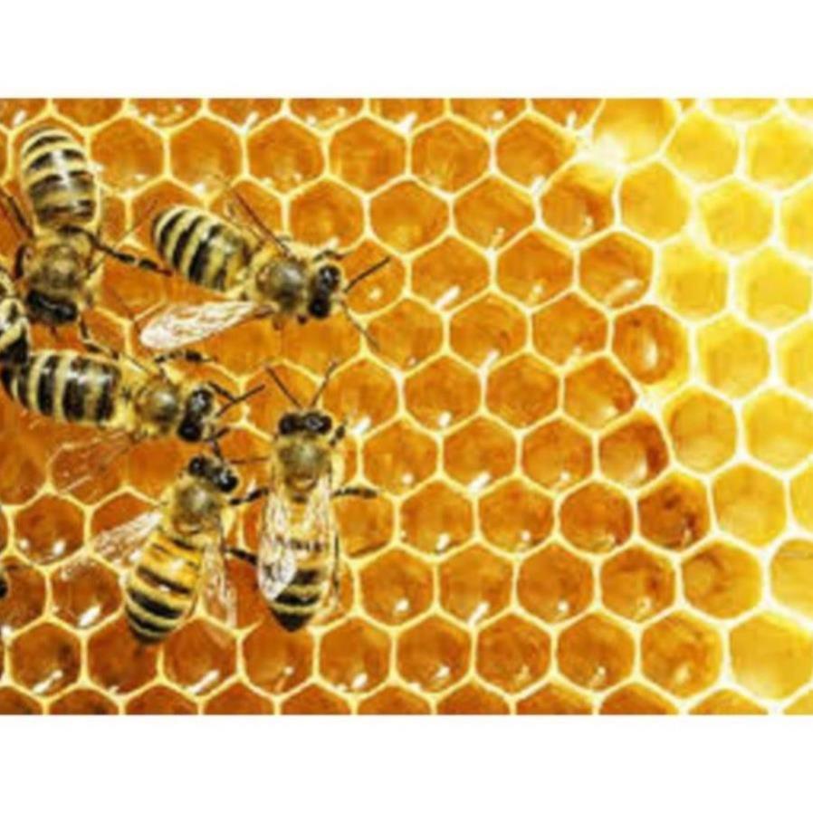 TNT 12 -1 Lít Mật Ong đặc biệt Nguyên Chất tự nhiên 100% - dùng tốt cho sức khỏe - thương hiệu Mật ong Bảo Châu - BCC 02